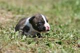 AMSTAFF  PUPPIES 214